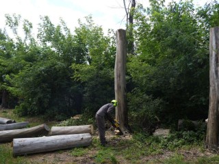 Безопасная «резня» бензопилой по сухим деревьям началась в Рабочем поселке