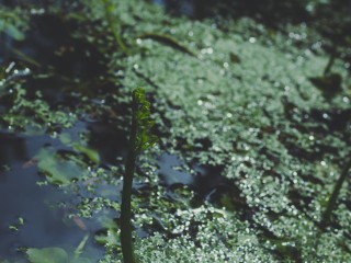 Факты гибели рыбы и загрязнения воды в пруду деревни Буняково не подтвердились, заявили в администрации Домодедова