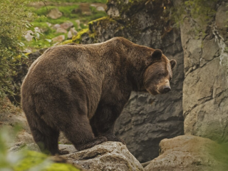 Бурые медведи терроризируют дачников Сергиева Посада, разоряя их огороды
