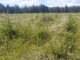 Около деревни Митяево очистили 19 гектаров леса от сорняков