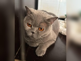 Ветеринары спасли 16-летнюю кошку от удушья в Дмитрове