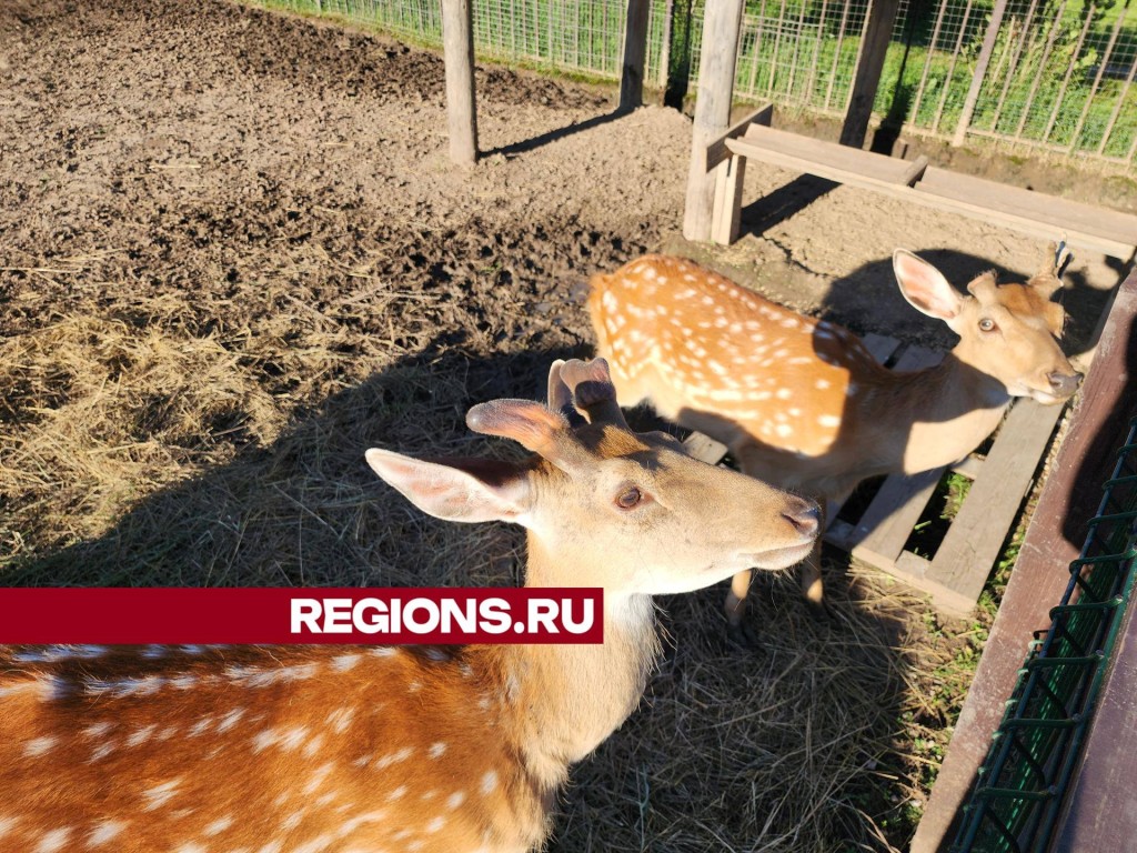 Благородные пятнистые олени стали визитной карточкой экофермы под Серпуховом