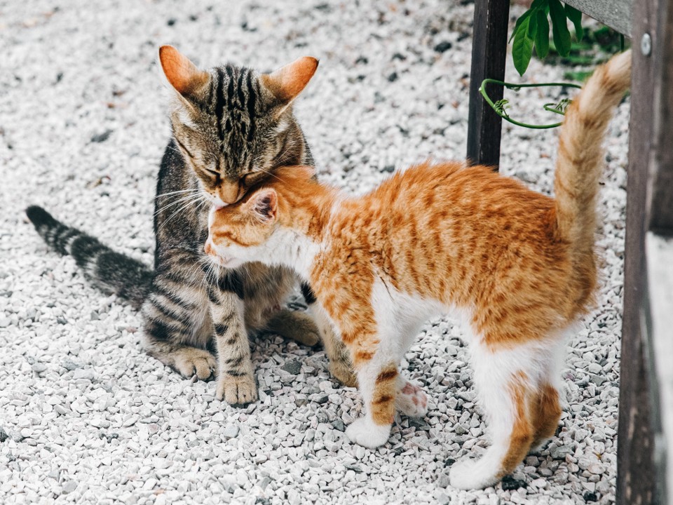 Дачники из Москвы бросили умирать кота и кошку с котятами  в Волоколамске