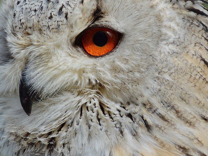 В Лотошине разыскивают редкого филина Bubo bubo