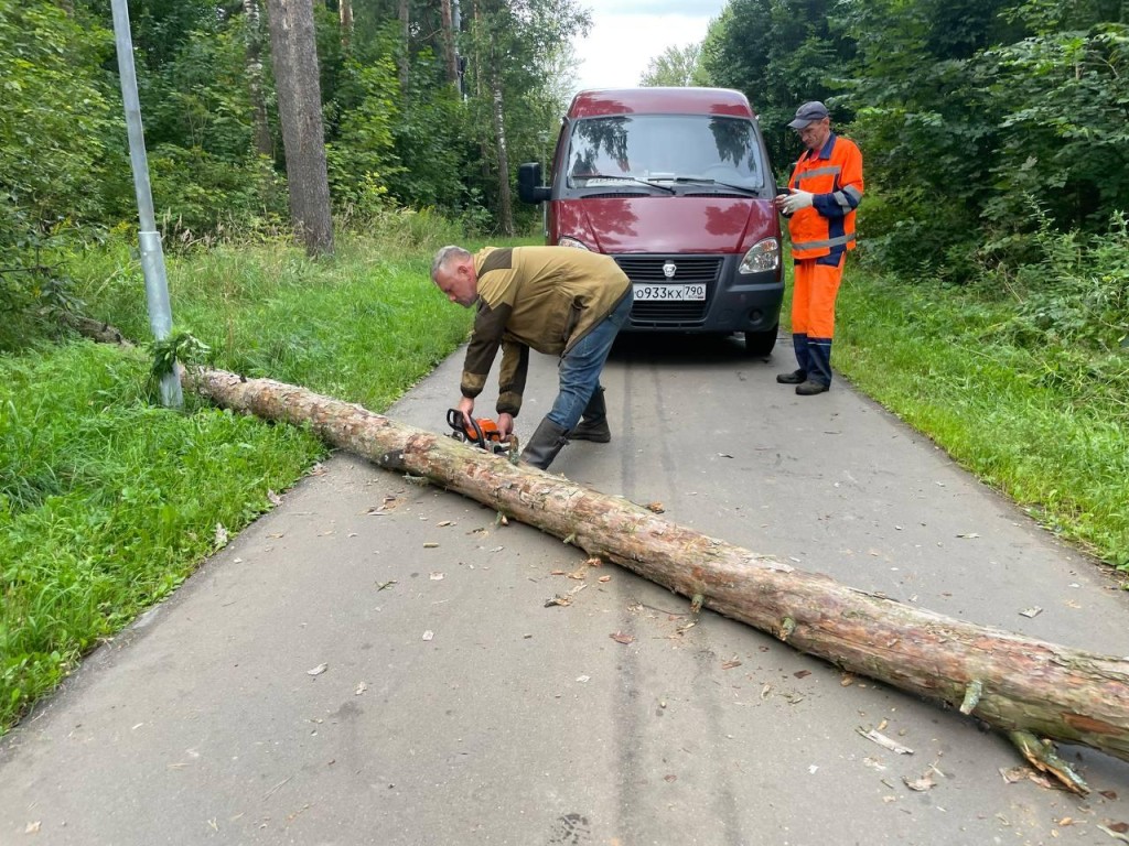 Коммунальщики Черноголовки убрали упавшее дерево через 40 минут после сообщения о нем