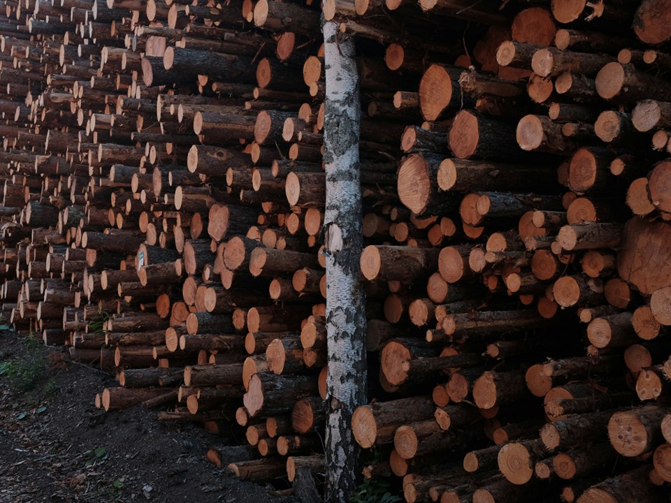 Предпринимателя из Истры осудили на шесть лет тюрьмы за уничтожение леса в Смоленске