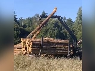 «Полномочий в данном вопросе нет»: жители Подмосковья встали на защиту леса в Рузе