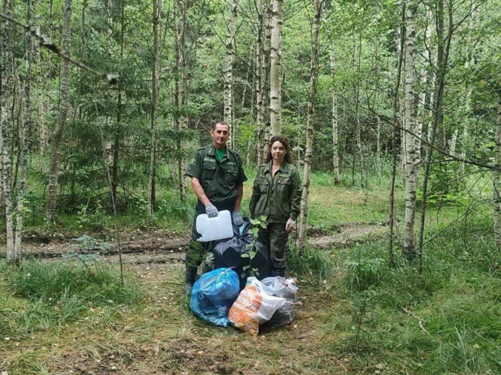 Лесничие очистили лес у деревни Пановка Талдомского округа