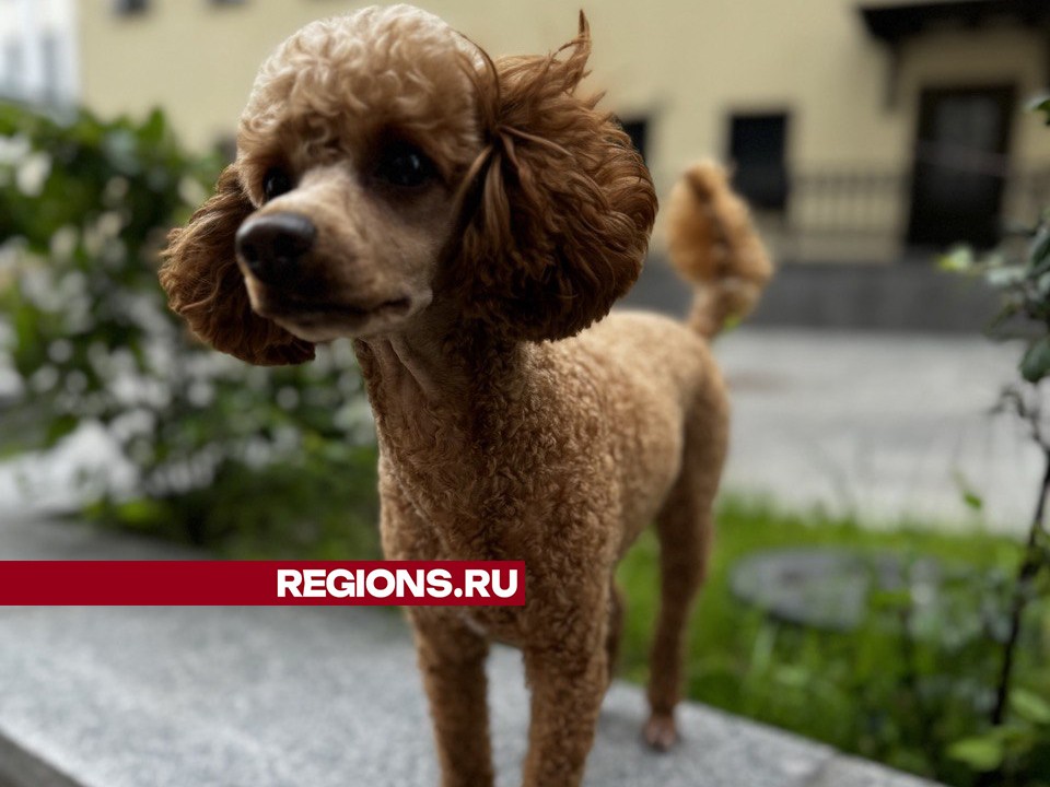 Полмиллиона рублей обещает хозяин нашедшему сбежавшую в Балашихе собаку