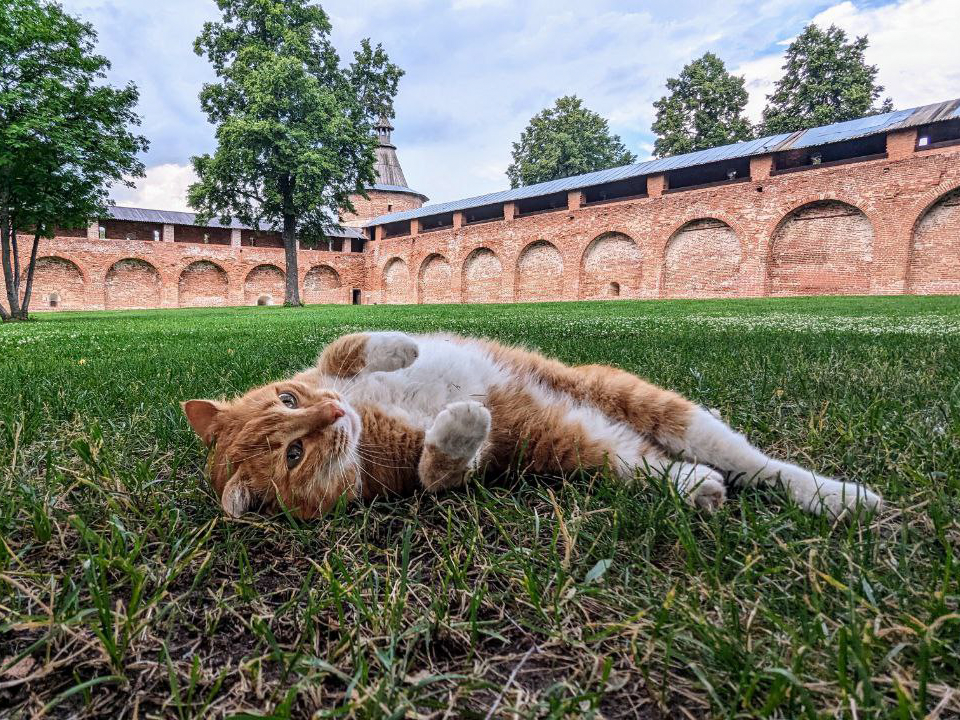 Кремлевский кот Кисель нашелся