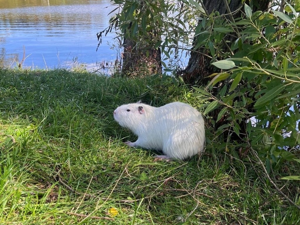 Порно видео на пруду