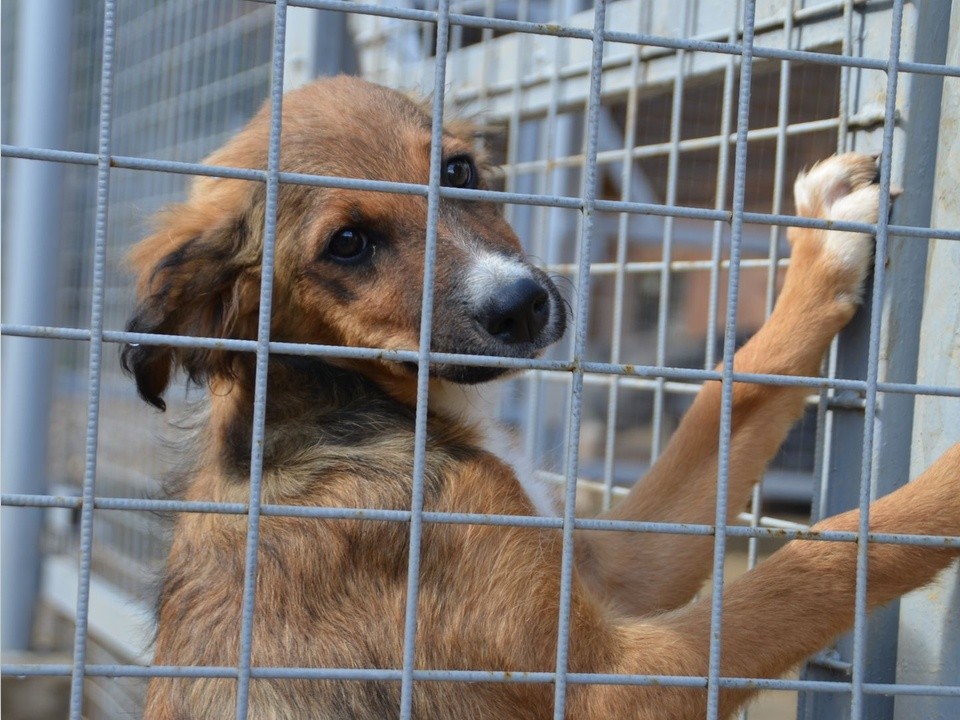 Помощь хвостатым: в Реутове стартует акция по сбору корма для бездомных животных