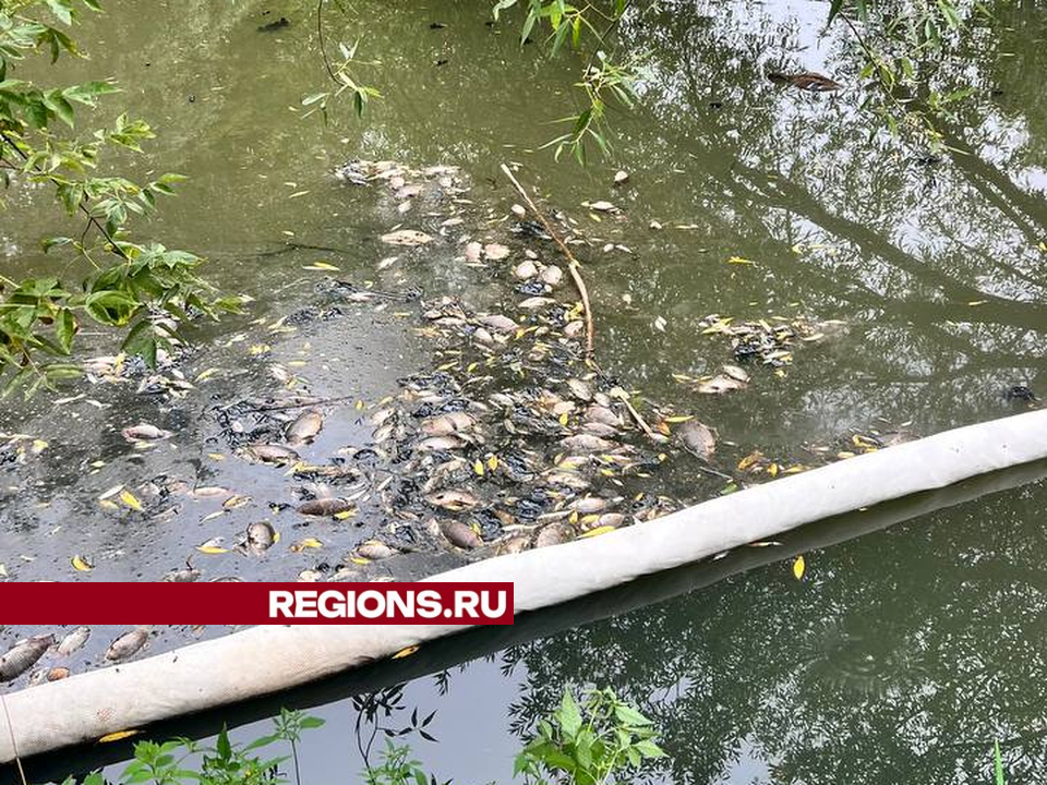 Минэкологии отправит передвижную лабораторию в Одинцовский округ, где массово погибла рыба