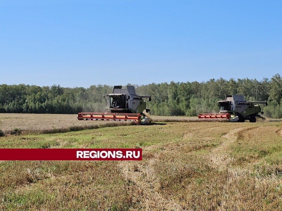 «Хотелось бы подольше хорошей погоды»: в Луховицах аграрии продолжают уборку зерновых