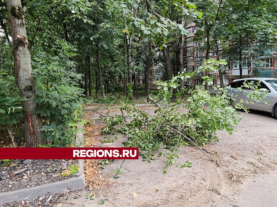 Опасные и сухие ветви деревьев возле жилых домов удалили в Пушкино