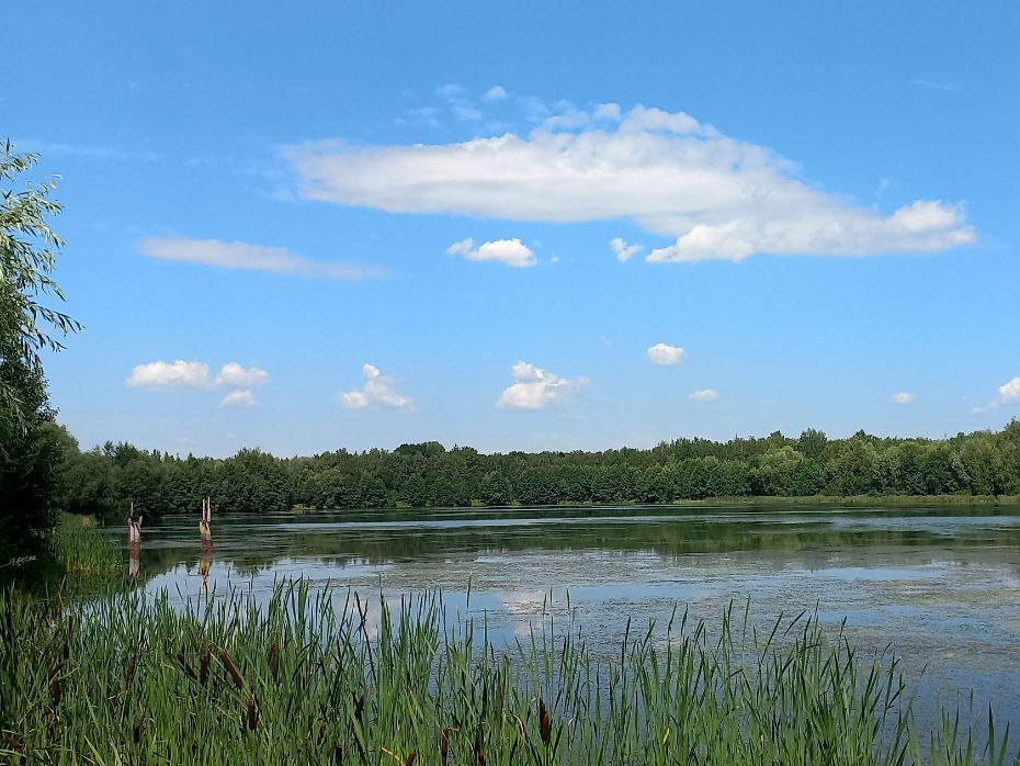 Электростальцы просят очистить Юбилейный водоем от тины и водорослей