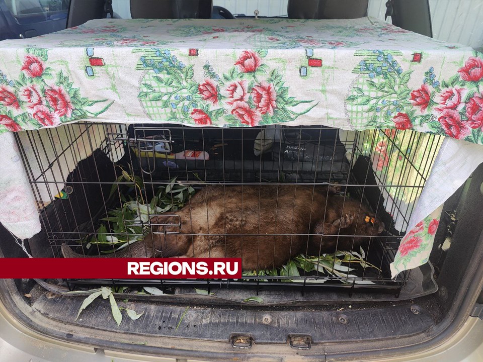 Полюбившегося дмитровчанам бобра забрали волонтеры на лечение в Москву