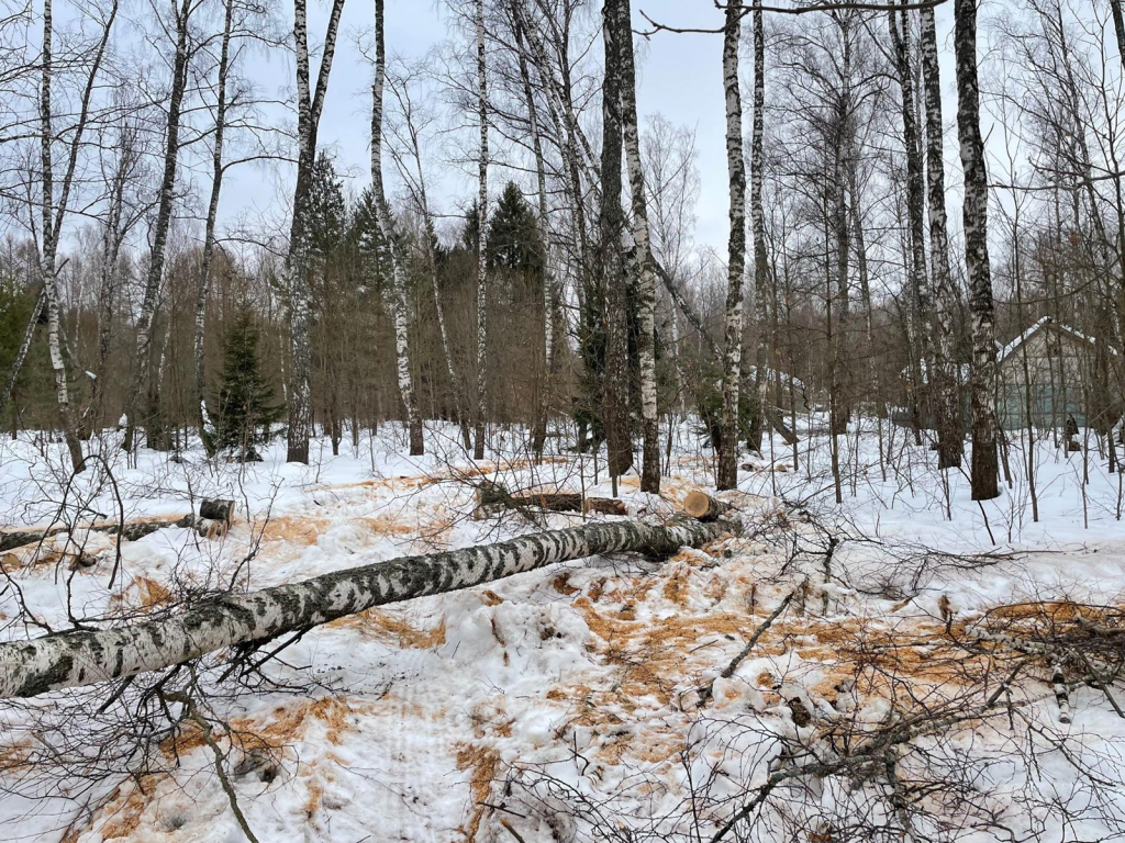 До семи лет лишения свободы может получить за спиленные деревья житель городского округа Ступино