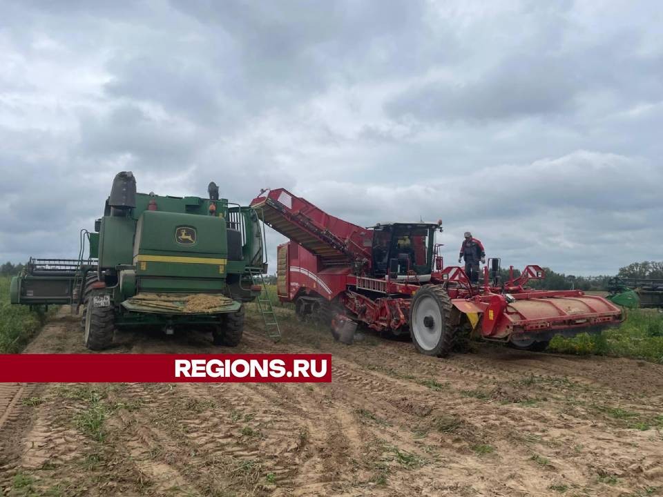 В дмитровском агрохолдинге соберут ранний картофель с площади  1200 гектаров