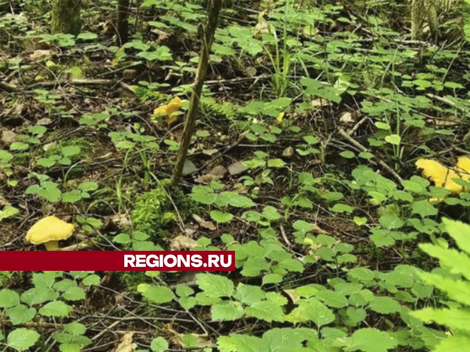 Они повсюду: житель Люберец набрал семь килограммов лисичек на одной поляне