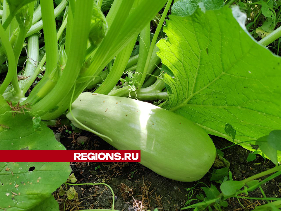 Чем полезен кабачок для маленьких детей и когда вводить его в рацион, рассказала зарайский врач