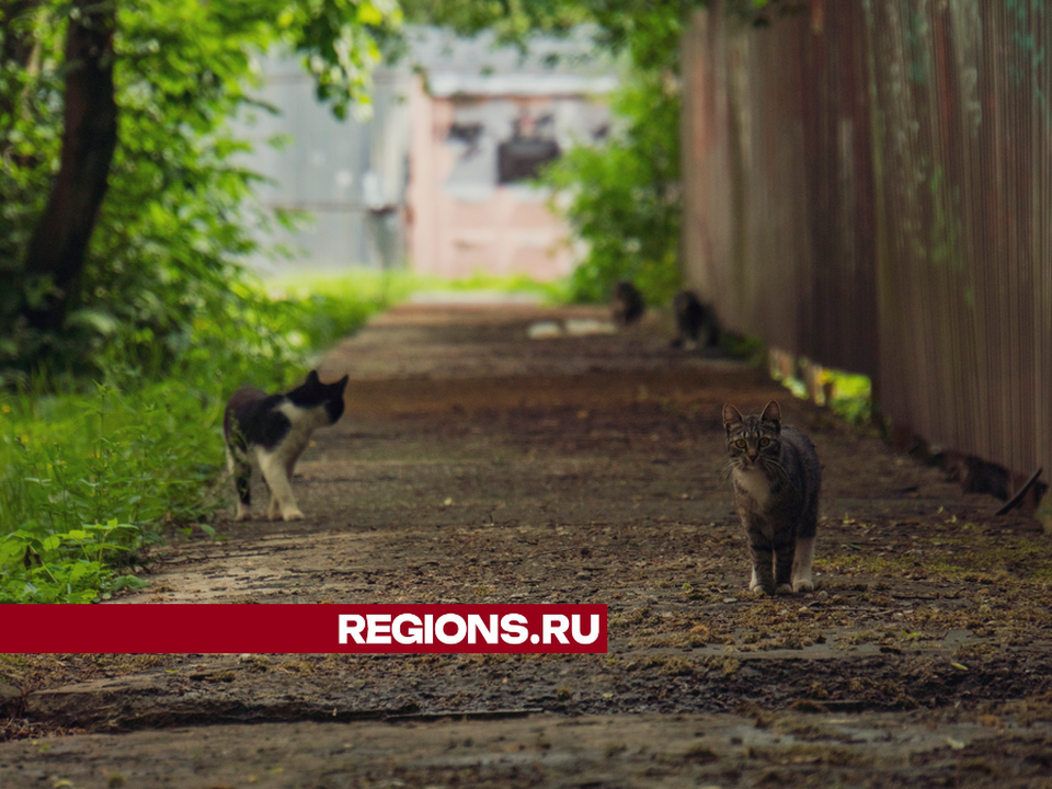 Жителям Люберец рассказали, где принимают помощь бездомным животным