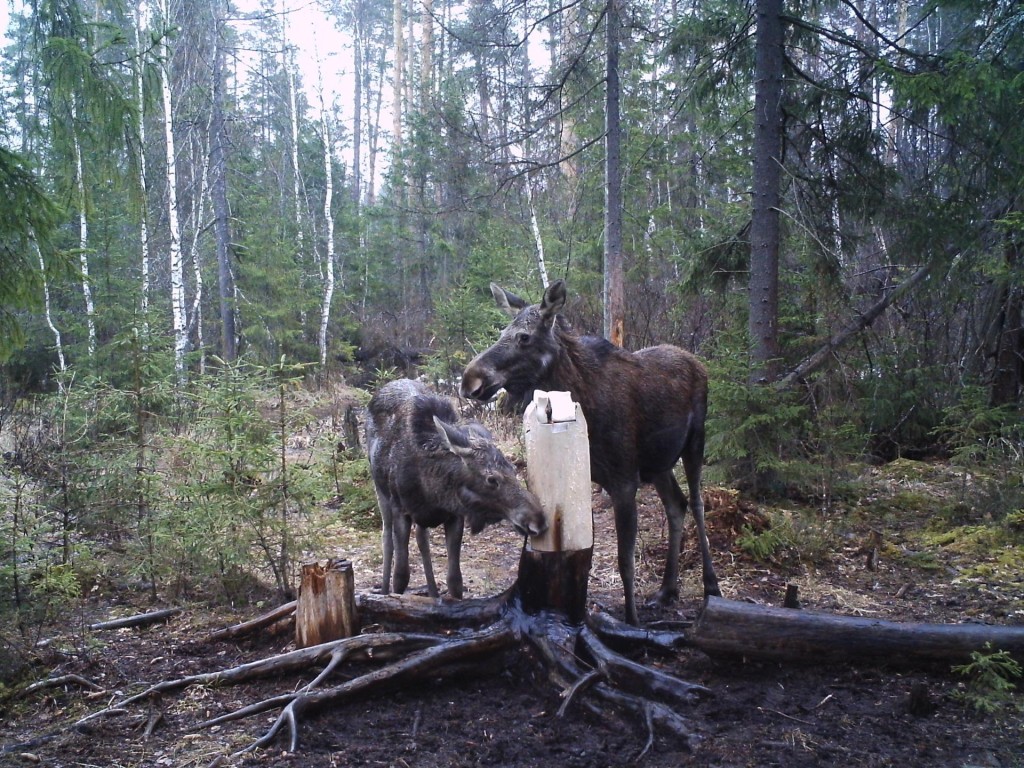 За дикими животными Подмосковья следят фотоловушки