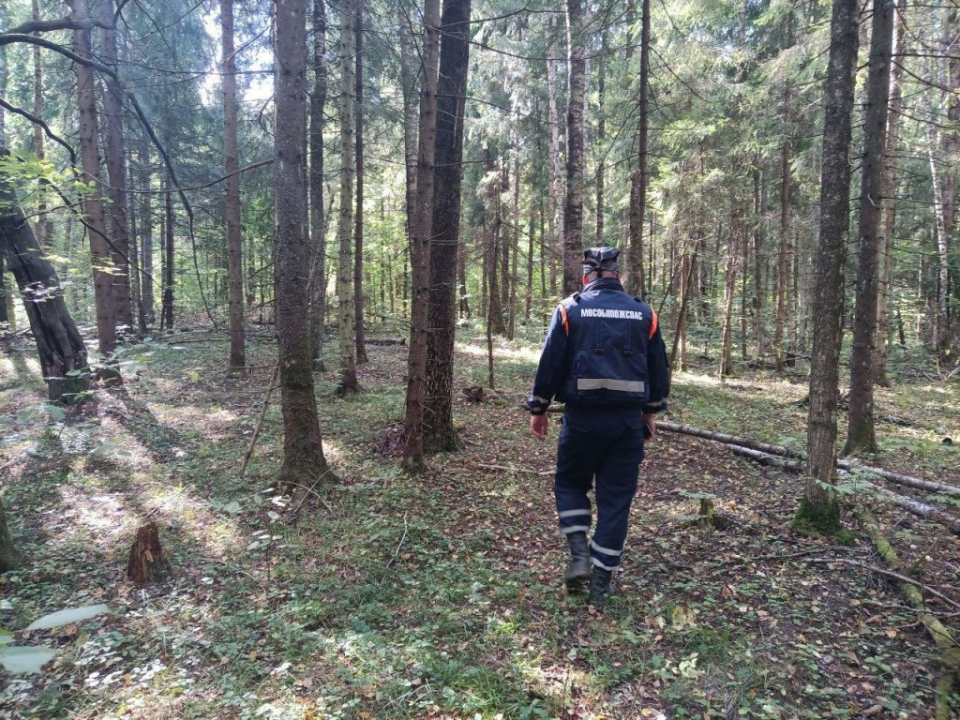 Спасатели вывели из чащи леса под Солнечногорском двух заблудившихся грибников