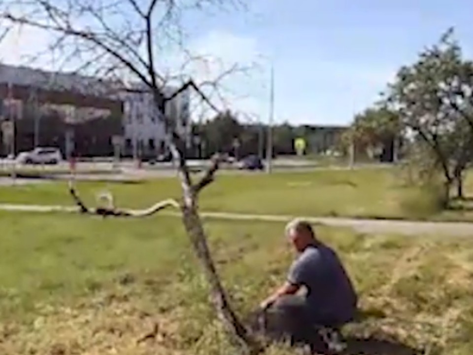 В Черноголовке на Яблоневой аллее убрали засохшее дерево