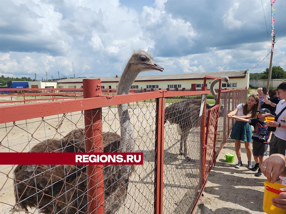 Cтарейший страус России живет в Серпухове