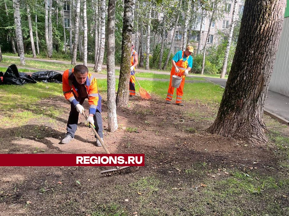 Газоны восстанавливают в Пушкино с использованием новой плодородной земли и семян