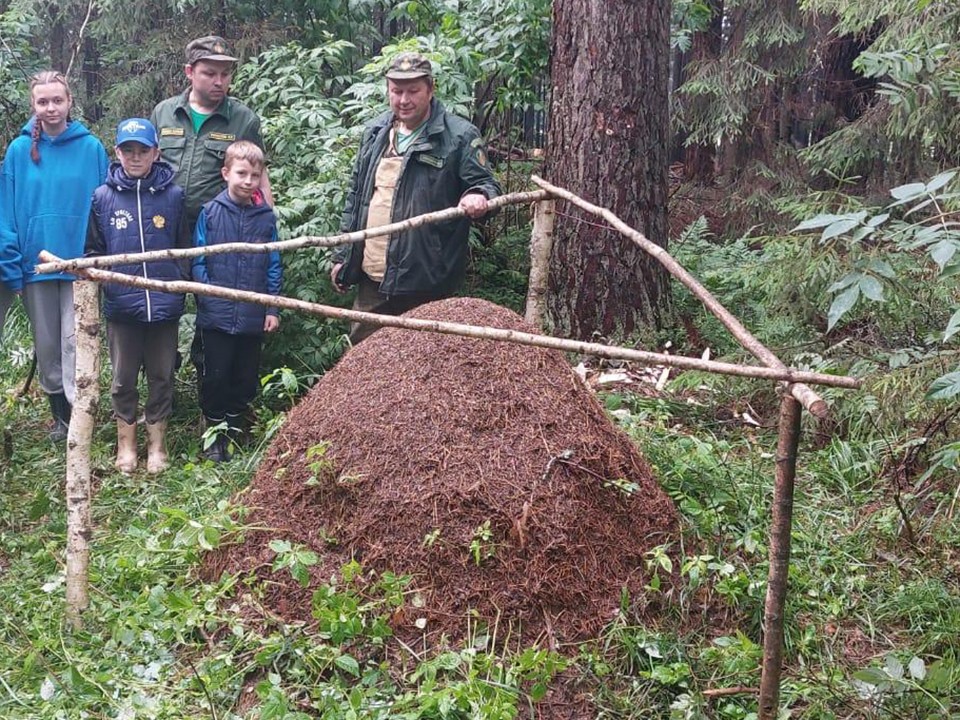 Юные защитники природы оградили гигантский муравейник в Лотошине