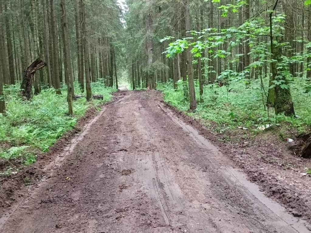 В лесах Истры обустроили девять километров дорог