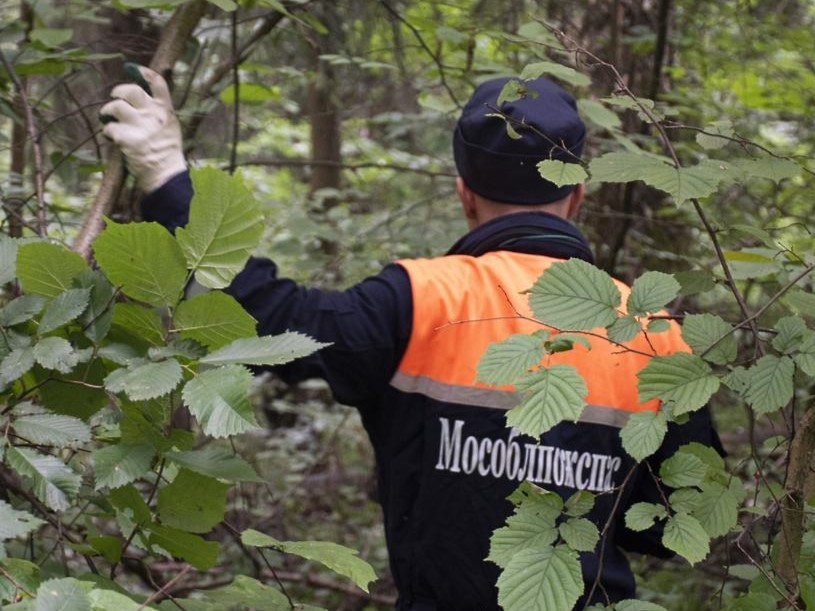 Спасатели Подмосковья объяснили, как подготовиться к прогулке по лесу