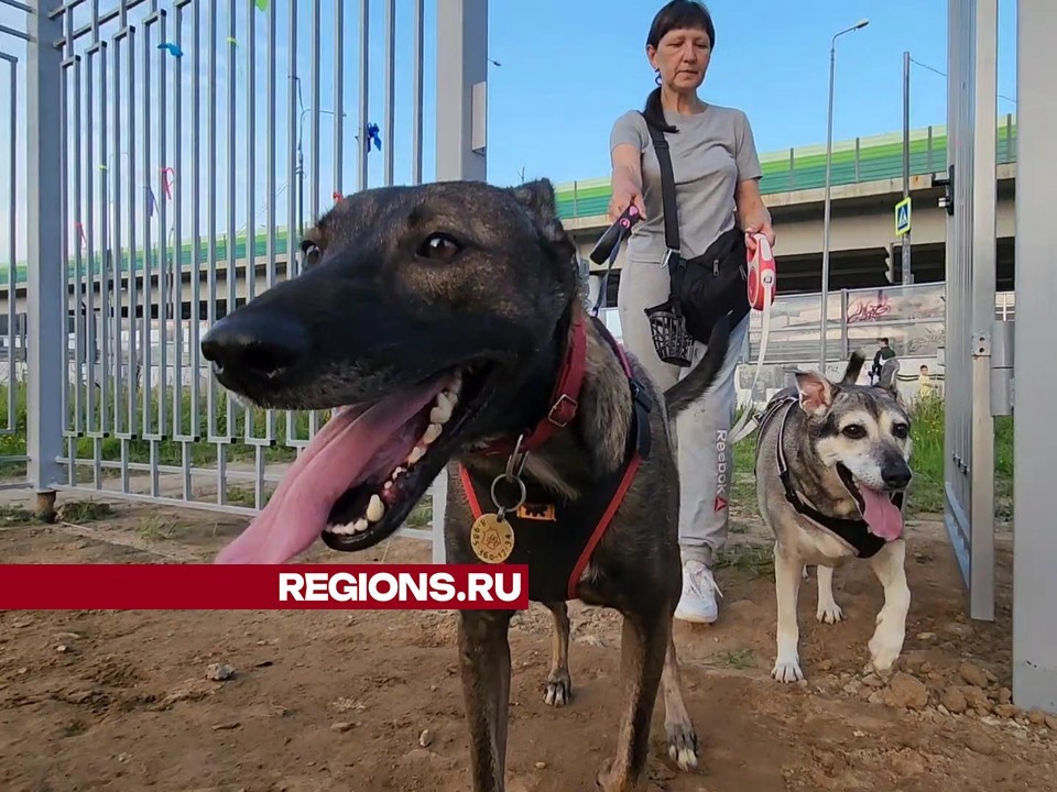 Новую площадку для выгула собак открыли в Одинцове в Международный день бездомных животных