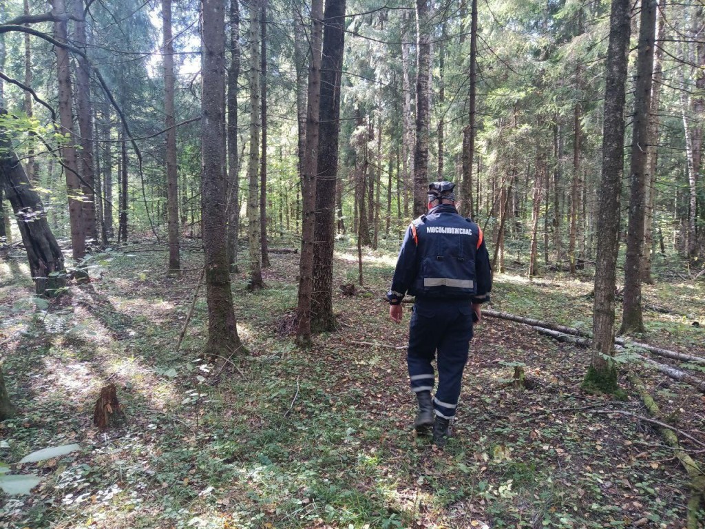 Дмитровские спасатели нашли пенсионерку, заблудившуюся в лесу