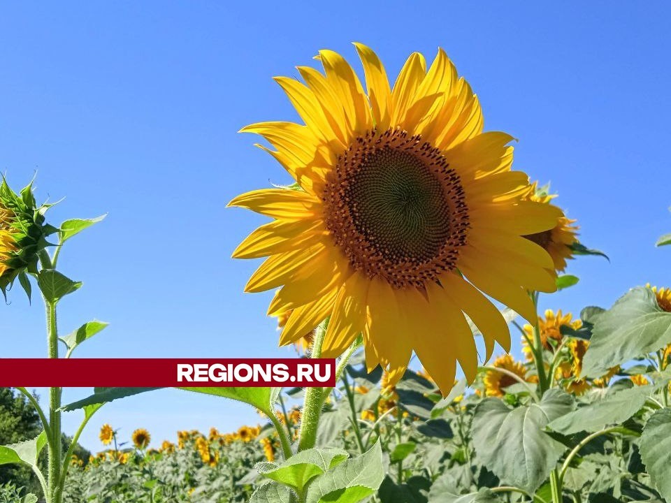 Последняя неделя августа в Жуковском будет жаркой