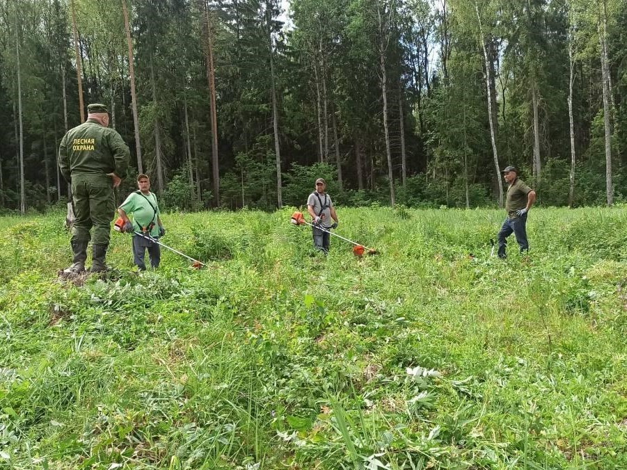 В лесу у деревни Бабаево уничтожили сорняки и разрыхлили почву