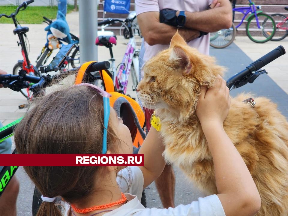 Мэйн-кун Викинг вместе с хозяйкой проехал на велосипеде 10 км в День физкультурника в Королеве