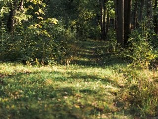 В день по скелету: в Подмосковье грибники собирают человеческие останки