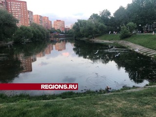 Анализ воды показал загрязнение Барашкинского пруда в Химках неочищенными стоками