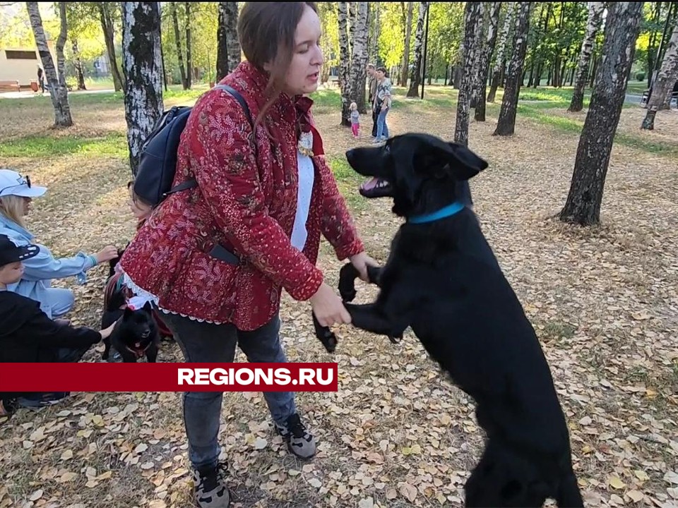 Кинолог из Долгопрудного научила бельгийскую овчарку бить в бубен