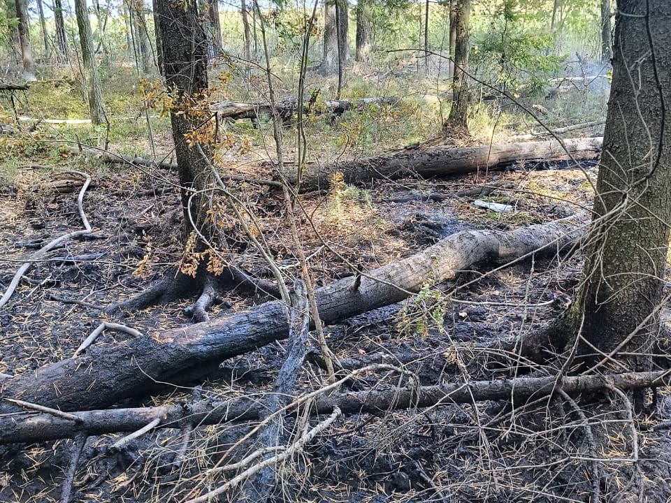 Пожарные ликвидировали возгорание в лесу под Ногинском и установили поджигателей