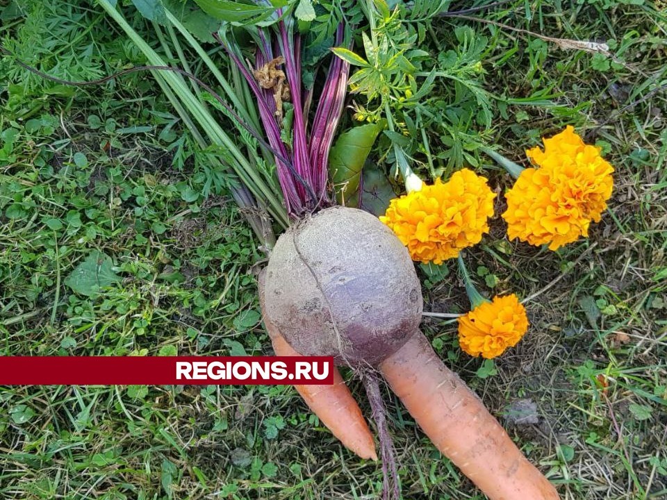 Излишки свеклы и моркови дачница из СНТ «Дружба» советует переработать в борщевые консервы