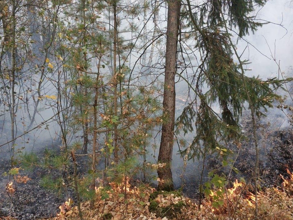 Борьба с лесными пожарами продолжается в Балашихе