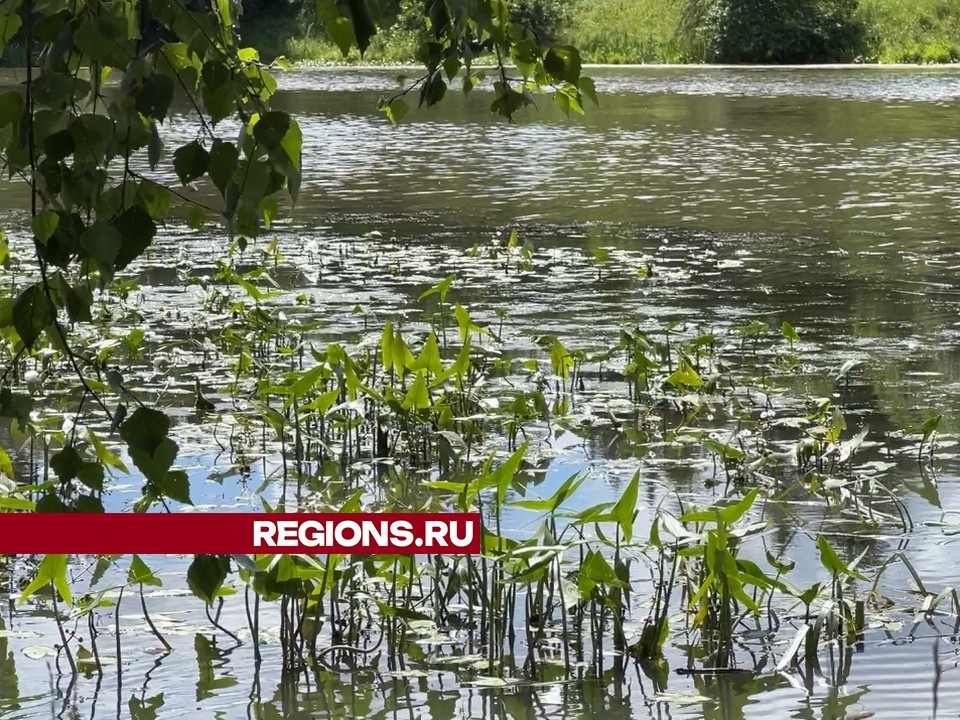 В Химках в следующем году благоустроят Барашкинский пруд