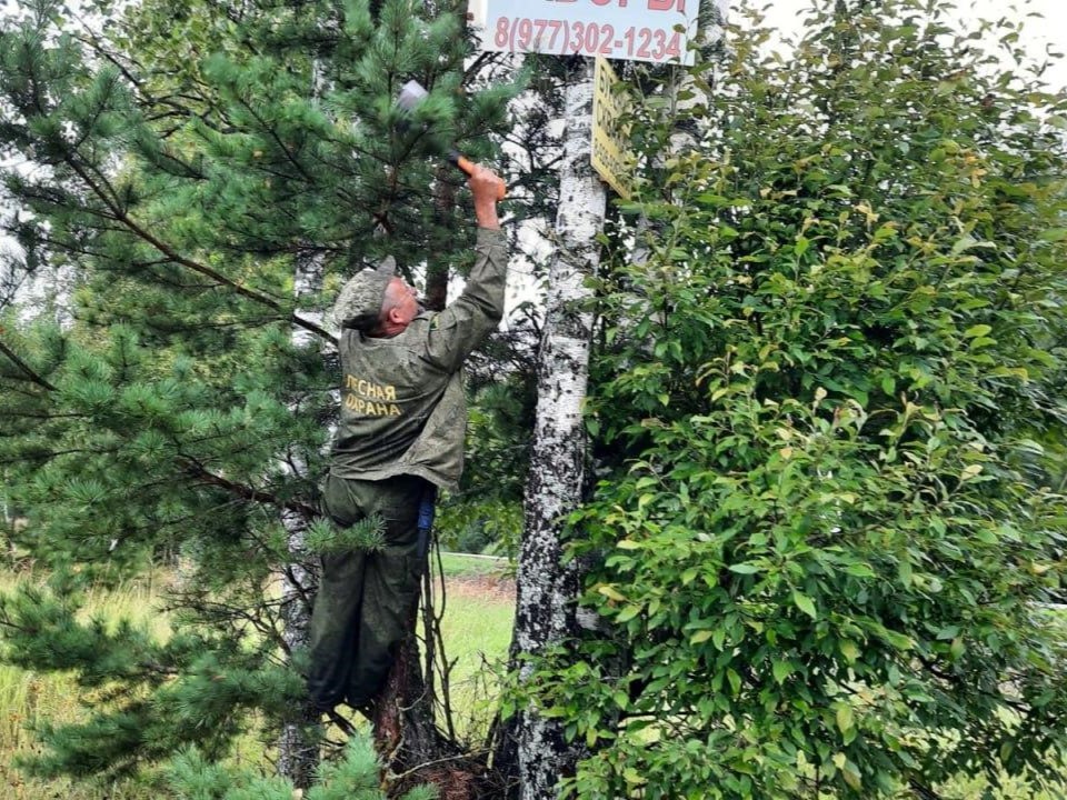 В Волоколамске лесничие сняли с деревьев 85 незаконных рекламных табличек