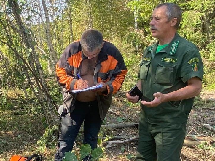 В деревне Ивакино срубают старые и сухие деревья, которые вредят здоровью леса