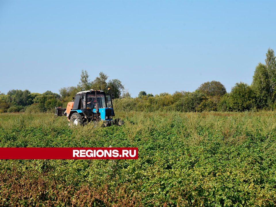 В Лотошине готовятся к уборке картофеля