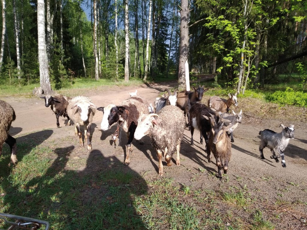 В Егорьевске потеряли стадо коз и овец